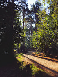 Road amidst trees in forest