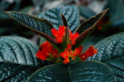 Close-up of red maple leaves on plant during autumn