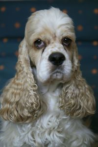 Close-up portrait of a dog