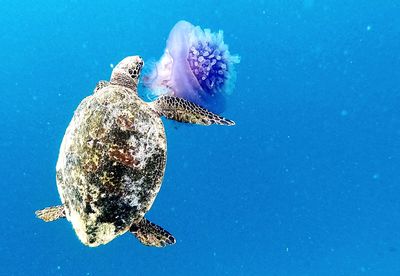 View of jellyfish swimming in sea