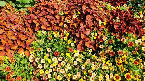 High angle view of flowering plants on field during autumn