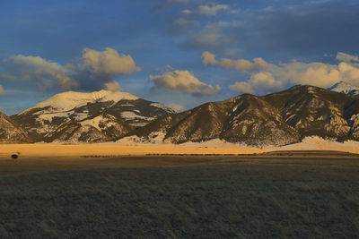 Elk in a field in front of fan mountain