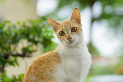 Close-up portrait of a cat