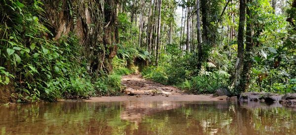 View of a turtle in the forest