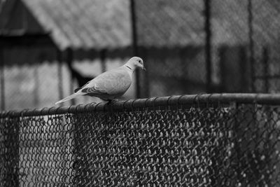 Close-up of bird perching on fence