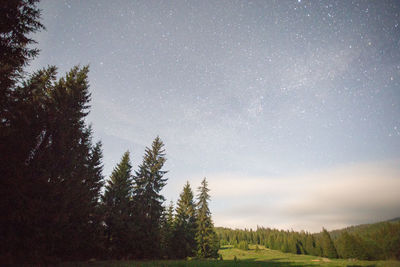 Trees against sky at night