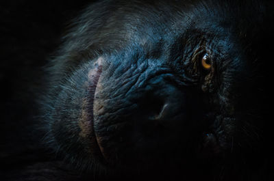 Dark portrait of resting chimpanzee looking at camera