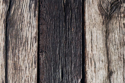 Full frame shot of tree trunk