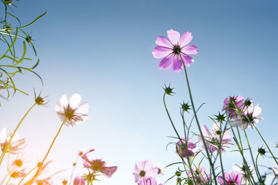 Low angle view of pink flowering plants against sky