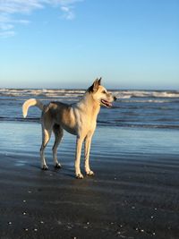 Dog standing on beach