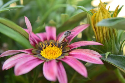 Close-up of bee on pink flower