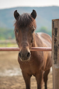 Portrait of horse in ranch