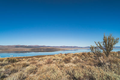 Mono lake, california. autumn on sunny day with clear blue sky and tufa formations in sierra nevadas