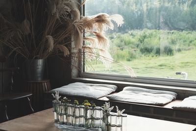 Close-up of potted plant on table by window