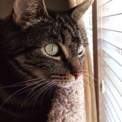 Close-up portrait of cat