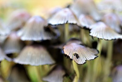 Close-up of mushrooms growing outdoors