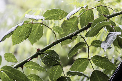 Close-up of wet plant leaves during rainy season