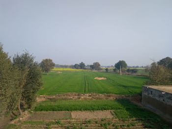 Scenic view of field against clear sky