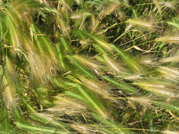 Full frame shot of wheat field
