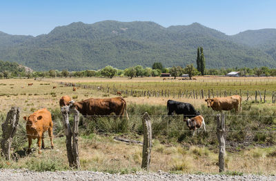 Horse grazing on field