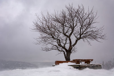 Bare tree on snow covered field against sky