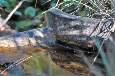 Close-up of stream