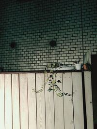 Plants growing on wall of building