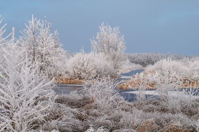 Frozen trees against sky during winter
