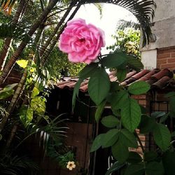 flower