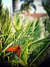 Close-up of green leaves