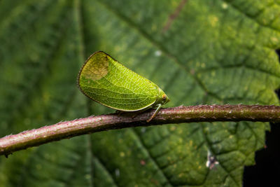 Close-up of fresh green plant