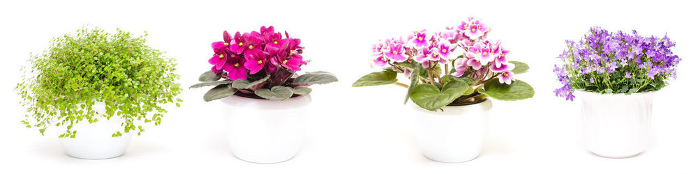 Close-up of flower pot against white background