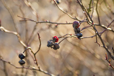 Close-up of berries on tree