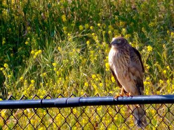 Bird perching on a fence