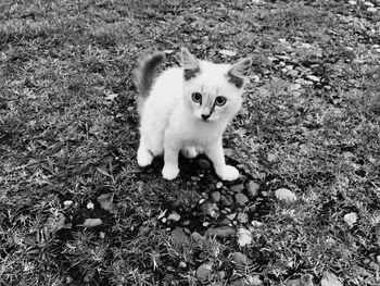 High angle portrait of cat sitting on field