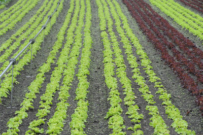 Lettuce cultivation and salad growing in agricultural production of food