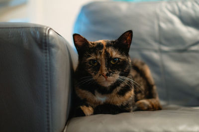 Close-up portrait of a cat