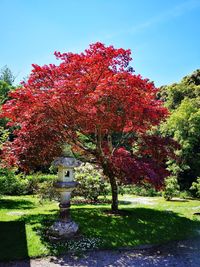 Red flowering trees in park