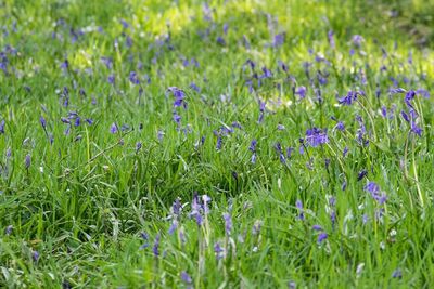 Purple flowering plants on field