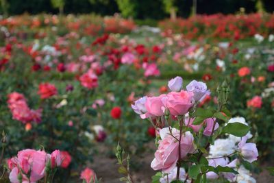 Roses blooming on field