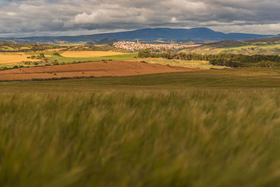 Scenic view of agricultural field against sky