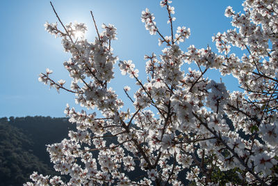 Low angle view of cherry blossom tree