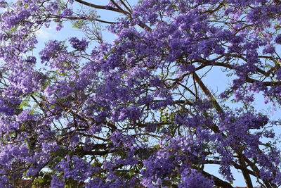 Low angle view of pink flowers blooming on tree