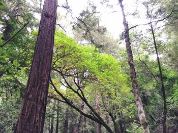 Low angle view of trees