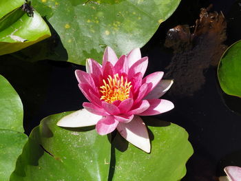 Pink lotus water lily in pond