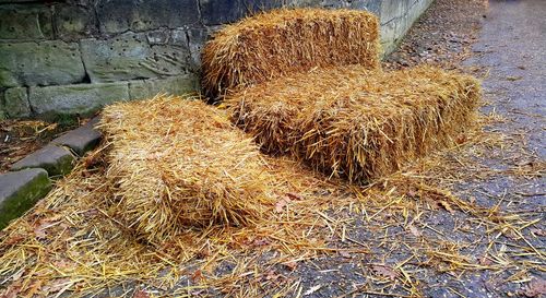 Close-up of drying on hay