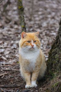 Portrait of cat looking away on land