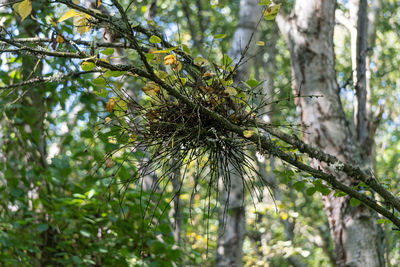 Low angle view of tree growing in forest