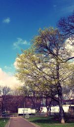 Bare trees against blue sky