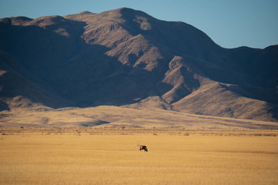 Scenic view of desert